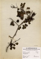 藏品(墨水樹)的圖片